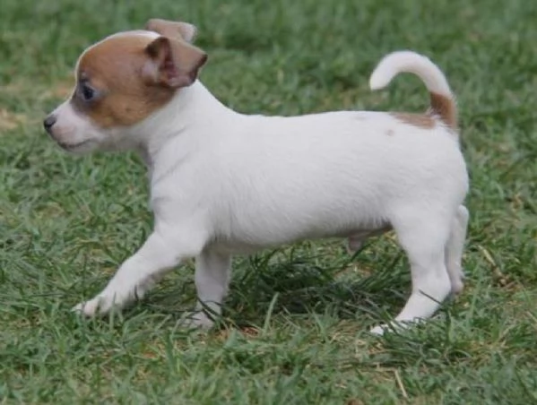 Regalo CHIHUAHUA MERAVIGLIOSI cuccioli di chihuahua ottima genealogia gia vaccinati sverminati e m