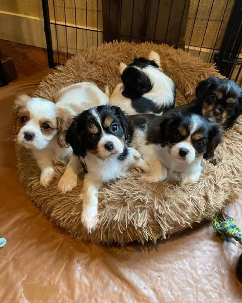 CAVALIER KING CHARLES SPANIELS PER ADOZIONE