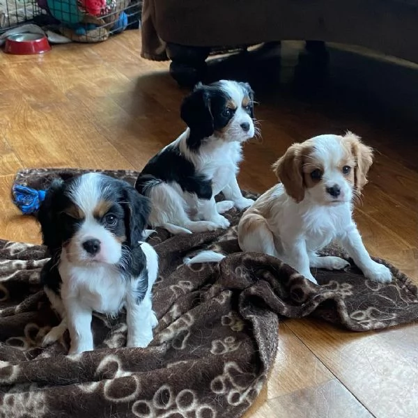 CAVALIER KING CHARLES SPANIELS PER ADOZIONE | Foto 2