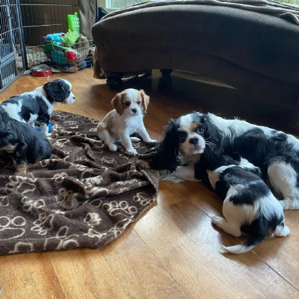 CAVALIER KING CHARLES SPANIELS PER ADOZIONE | Foto 1