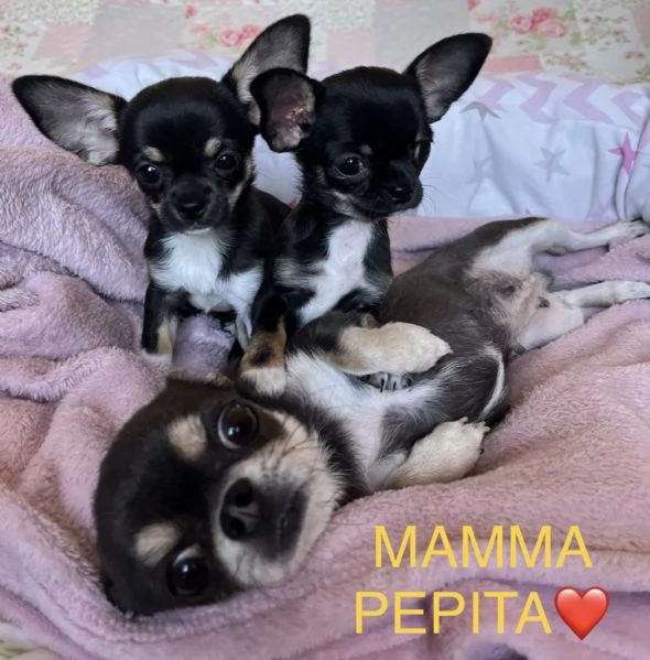 Cucciole chihuahua  | Foto 4