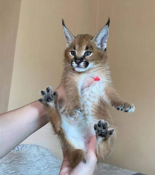 I gattini F1 sono disponibili nel nostro allevatore di Savannah caracal e serval | Foto 5