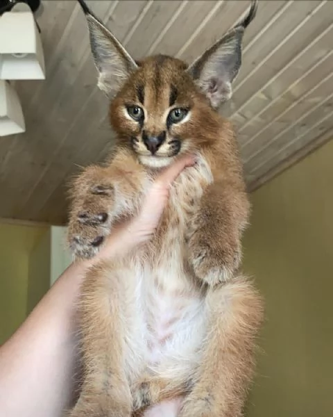 I gattini F1 sono disponibili nel nostro allevatore di Savannah caracal e serval | Foto 3