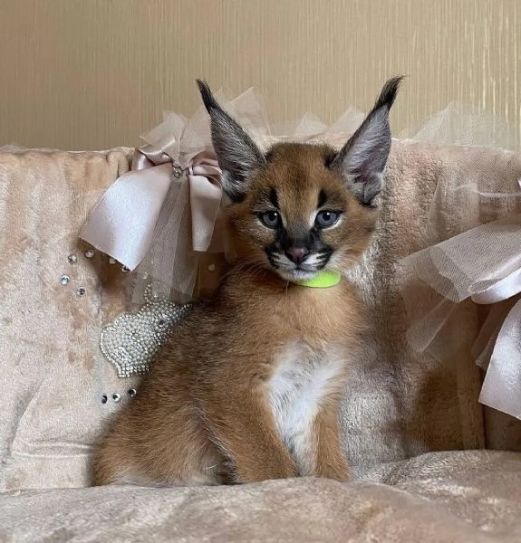 I gattini F1 sono disponibili nel nostro allevatore di Savannah caracal e serval | Foto 2