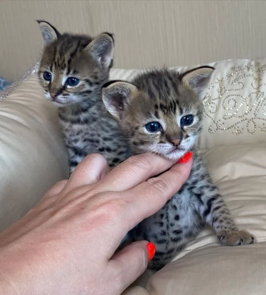 I gattini F1 sono disponibili nel nostro allevatore di Savannah caracal e serval | Foto 0