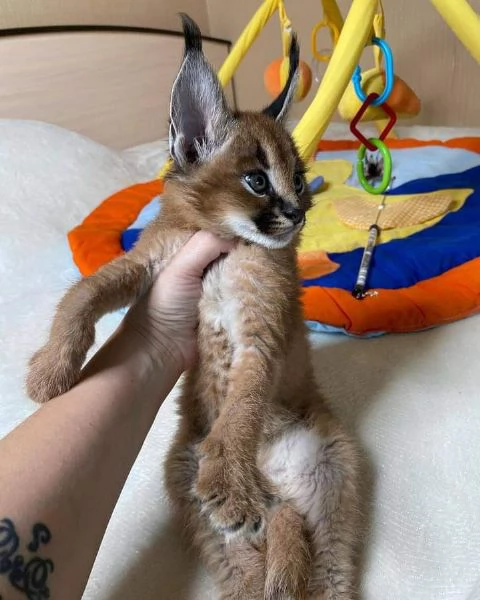 gattini F1 sono disponibili nel nostro allevatore di Savannah caracal e serval