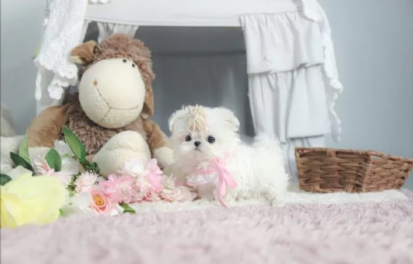 REGAL MALTESE DISPONIBILE MASCHIO E FEMMINA  | Foto 0