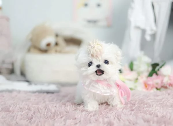 REGAL MALTESE DISPONIBILE MASCHIO E FEMMINA 