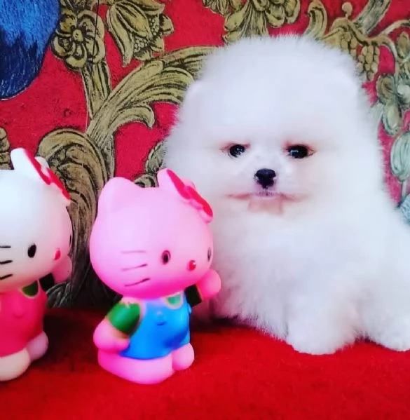 Regal pomeranian e splitz toy disponibile  | Foto 0