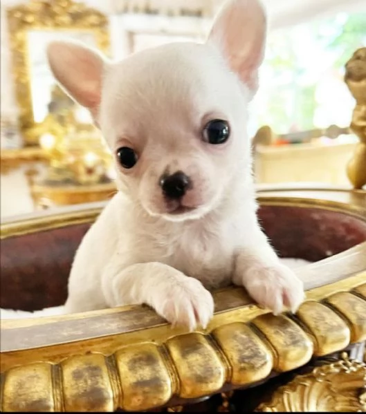 REGAL CHIHUAHUA MINI DISPONIBILE