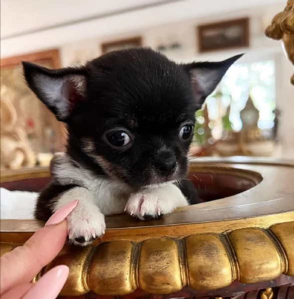 REGAL CHIHUAHUA MINI DISPONIBILE | Foto 0