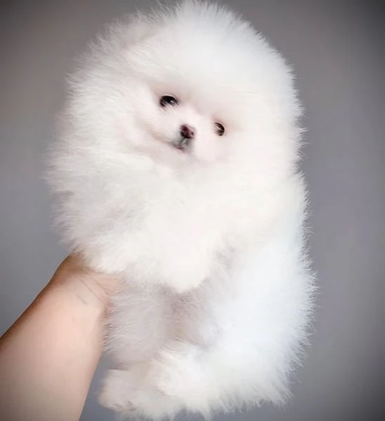Cuccioli di qualit Tiny Pomerania numero nascosto60 