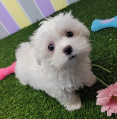 Bellissimo cucciolo di Maltese