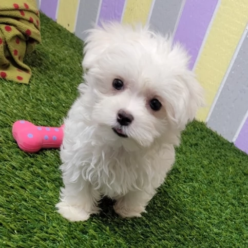 Bellissimo cucciolo di Maltese | Foto 1