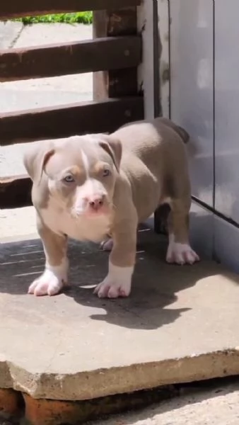 Vendo cucciolo di pitbull | Foto 1