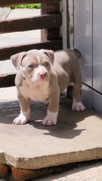 Vendo cucciolo di pitbull