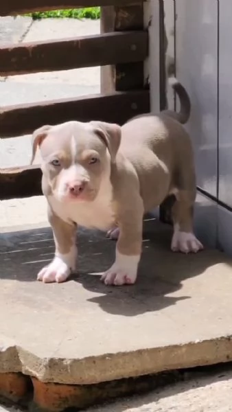 Vendo cucciolo di pitbull | Foto 0