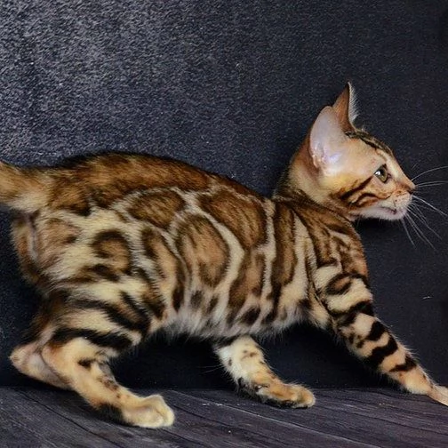 Bellissimo gattino del Bengala | Foto 1