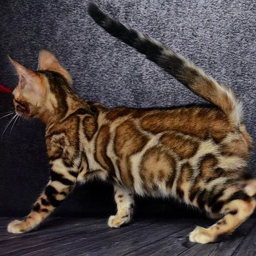 Bellissimo gattino del Bengala