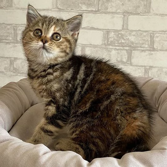 Bellissimo gattino Scottish Fold