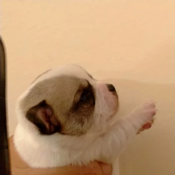 Cuccioli di Chihuahua  | Foto 3