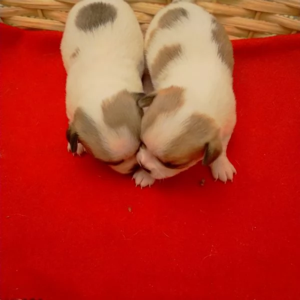 Cuccioli di Chihuahua  | Foto 2