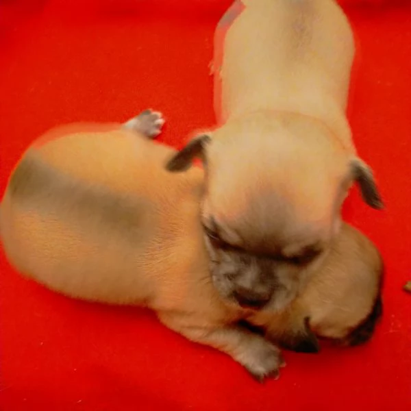 Cuccioli di Chihuahua 