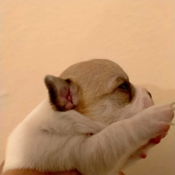 Cuccioli di Chihuahua  | Foto 1