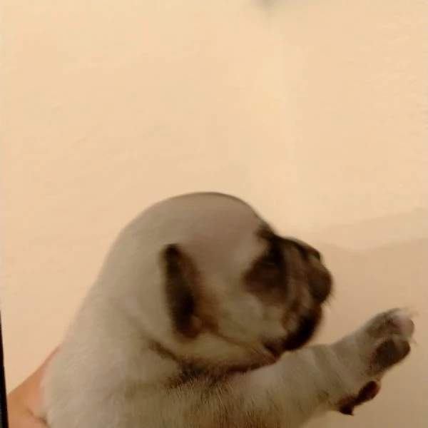Cuccioli di Chihuahua  | Foto 0