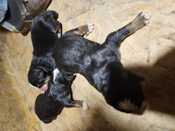 Cuccioli bovaro bernese | Foto 0