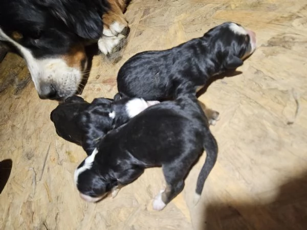 Cuccioli bovaro bernese