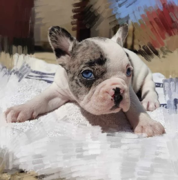 Cucciola esotica bulldog francese  | Foto 0