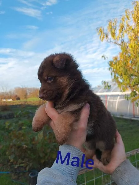 Cuccioli di pastore tedesco fegato | Foto 3