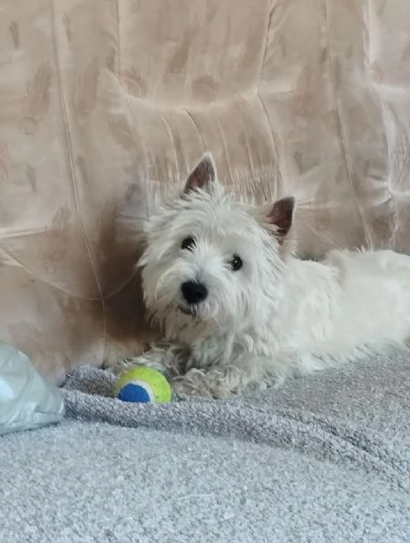 Maschio di Westie Terrier | Foto 6