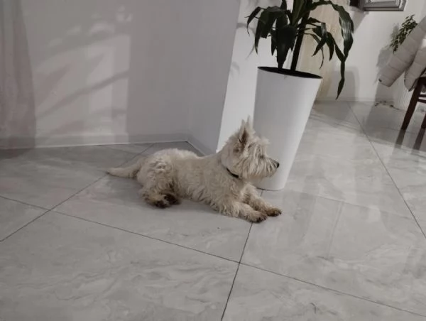 Maschio di Westie Terrier | Foto 5