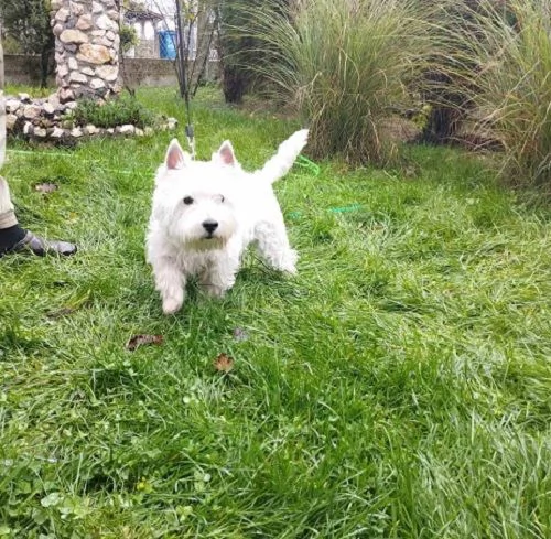 Maschio di Westie Terrier | Foto 4