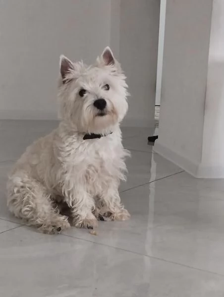 Maschio di Westie Terrier