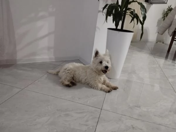 Maschio di Westie Terrier | Foto 3