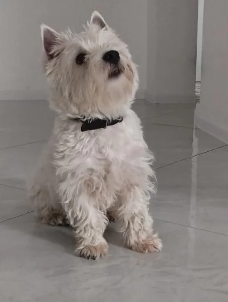 Maschio di Westie Terrier | Foto 2