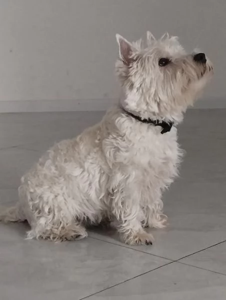 Maschio di Westie Terrier | Foto 1