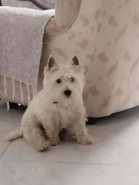 Maschio di Westie Terrier | Foto 0