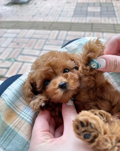 CANE BARBONCINO TOY