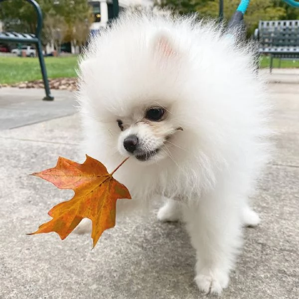 Incredibile cucciolo di Pomerania Micro Teacup numero nascosto60