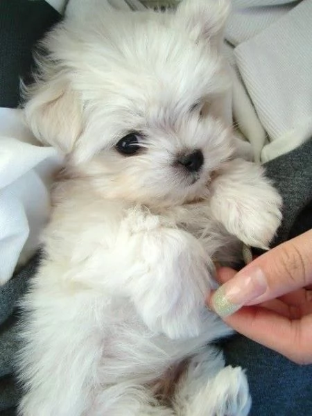 Cuccioli maltesi maschi numero nascosto60