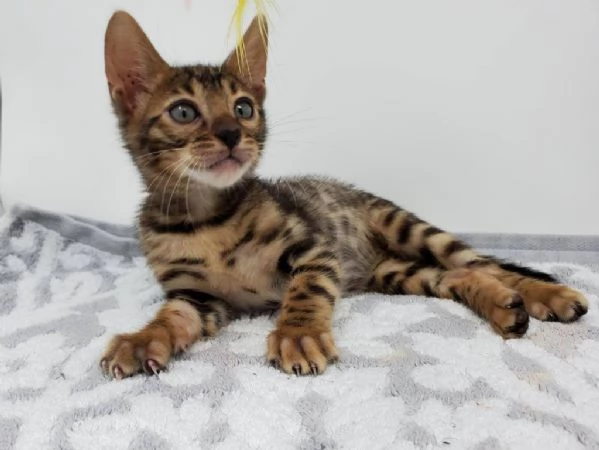 Disponibile bengala brown spotted tabby