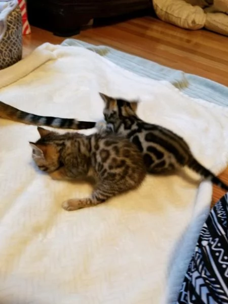 Gattini bengala maschio e femmina