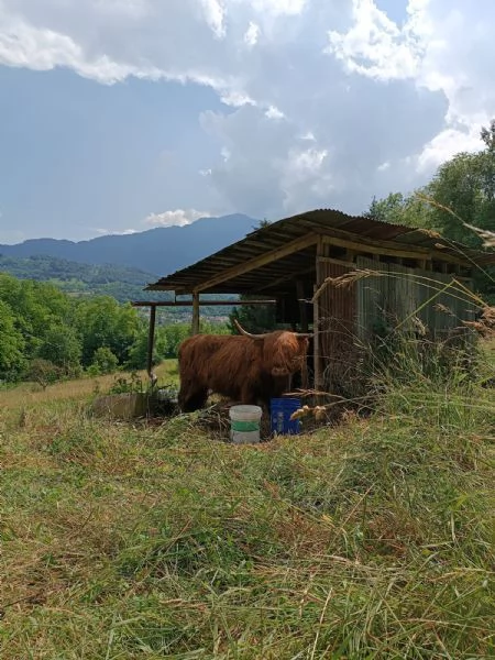 Vendita mucche scozzesi | Foto 0