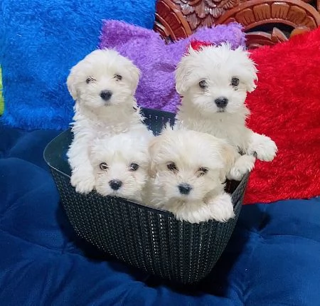 Disponibili 2 cuccioli di Maltese toy