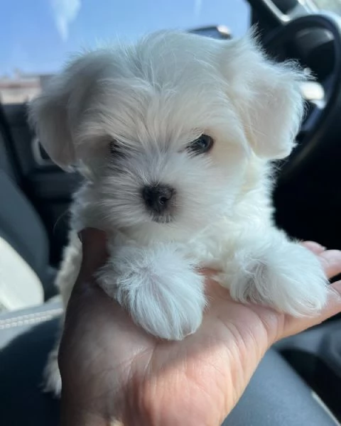 Cuccioli maltesi registrati di qualit numero nascosto60