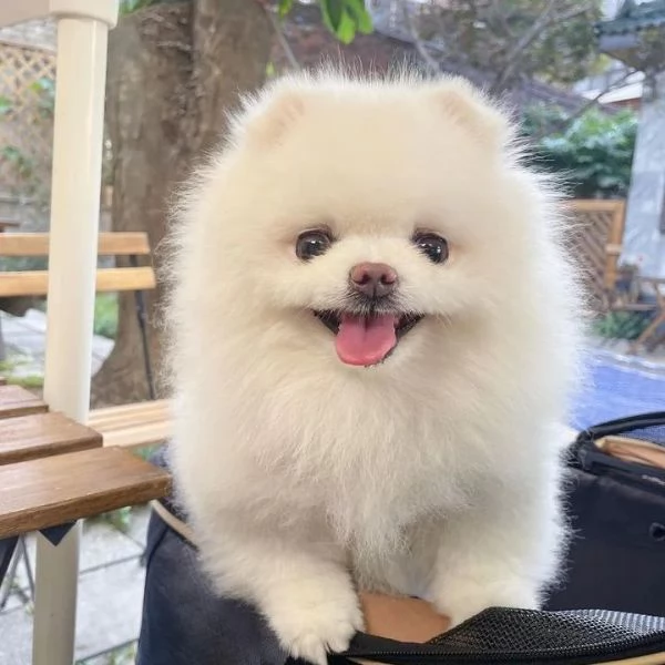 Cucciolo di Pomerania di razza per adozione numero nascosto60